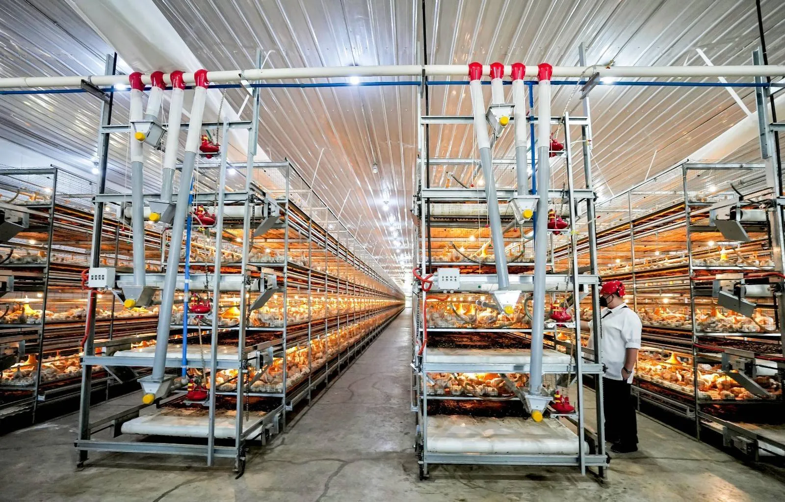 Semi-Automated Poultry